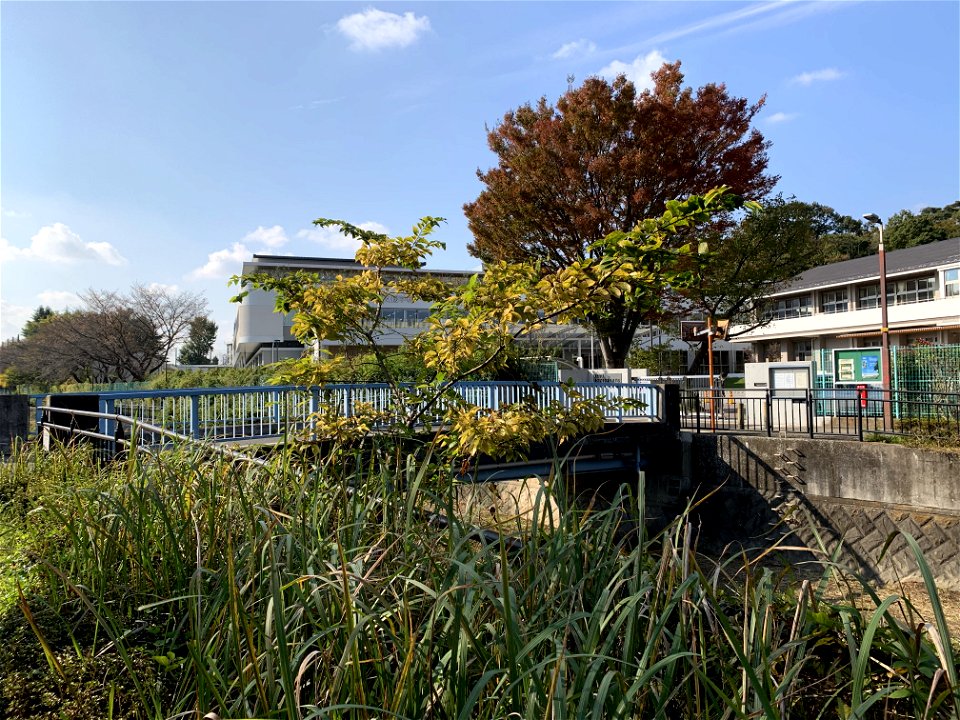 Kurome River in Nobidome, Higashikurume-shi in November