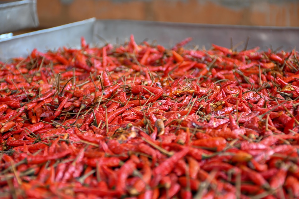 Pepper red agriculture