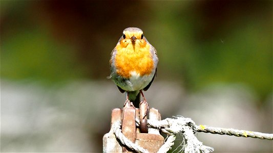 Das Rotkehlchen tront auf der Wäschestange