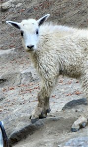 MOUNTAIN GOAT (Oreamnos americanus) (07-19-2022) hart pass, okanogan co, wa -04 photo