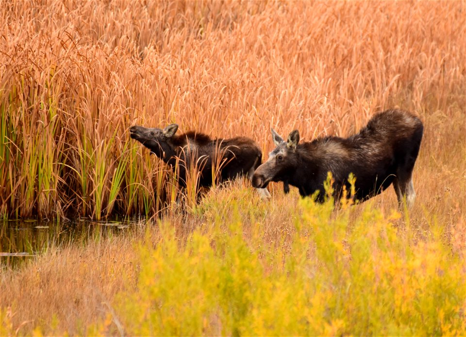 Moose at Seedskadee National Wildlife Refuge photo