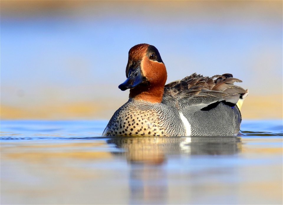 Green-winged teal at Seedskadee National Wildlife Refuge