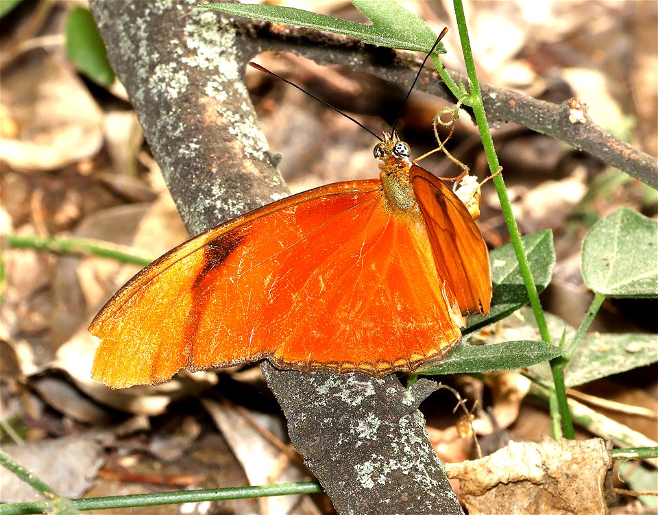 HELICONIAN, JULIA (Heliconius julia) (02-25-2023) the butterfly center, hidalgo co, tx -01