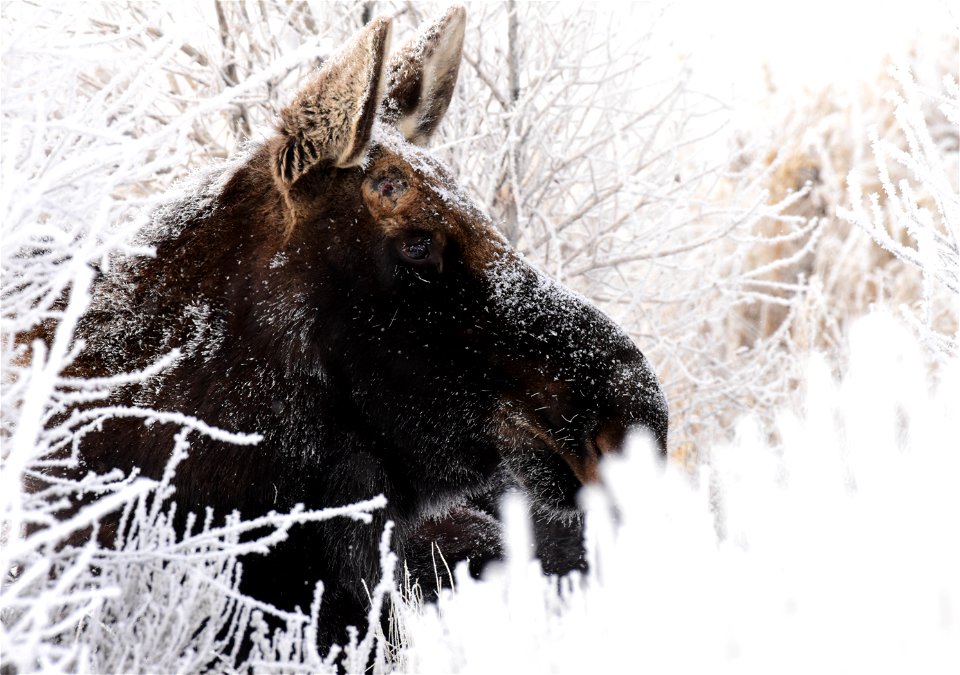 Moose at Seedskadee National Wildlife Refuge photo