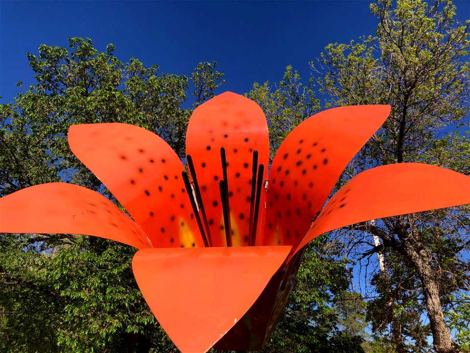 THEM! THE GIANT TIGER LILY