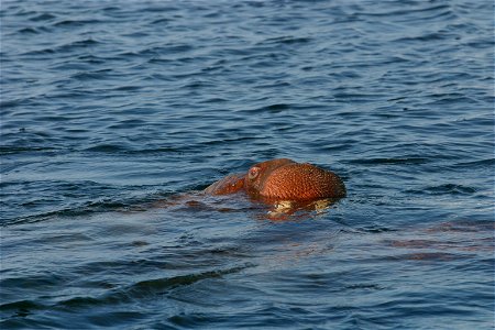Bull Walrus Swimming photo