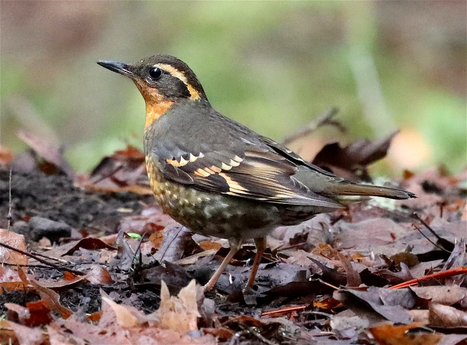 758 - VARIED THRUSH (02-22-2022) mendocino co, ca -02