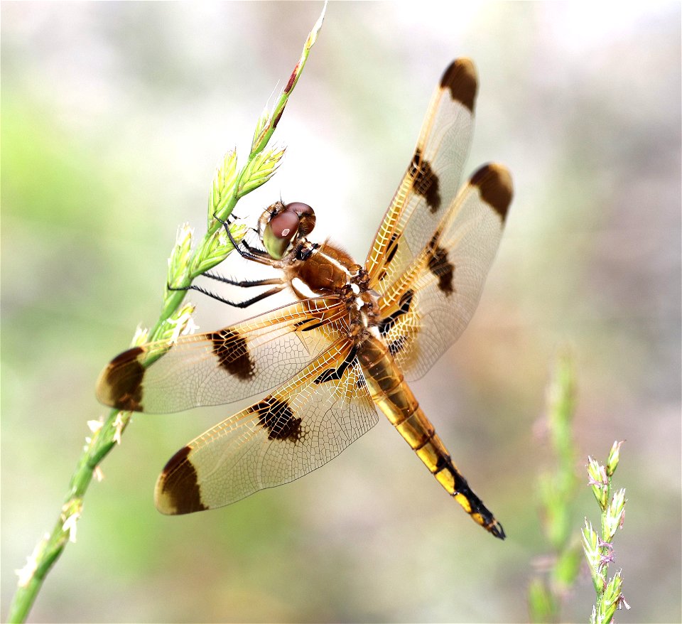 SKIMMER, PAINTED (Libellula semifasciata) (05-29-2023) pocosin nat wildlife refuge, tyrrell co, nc -01