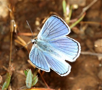 COPPER, BLUE (Lycaena heteronea) (09-02-2022) male, about 5900 ft, table mt, jackson co, or -12a