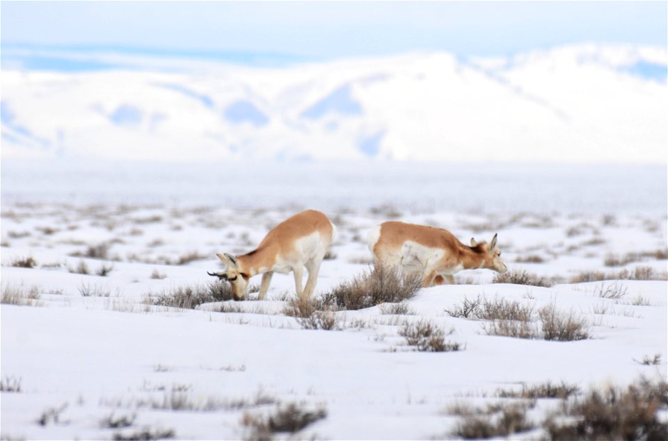 Pronghorn on Seedskadee National Wildlife Refuge