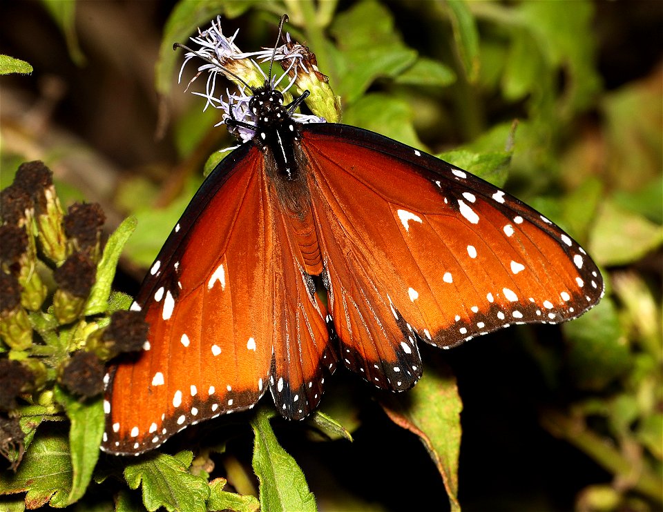 QUEEN (Danaus gilippus) (11-24-2022) nat but center, mission, hidalgo co, tx -01