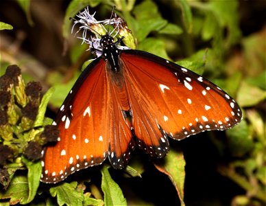 QUEEN (Danaus gilippus) (11-24-2022) nat but center, mission, hidalgo co, tx -01