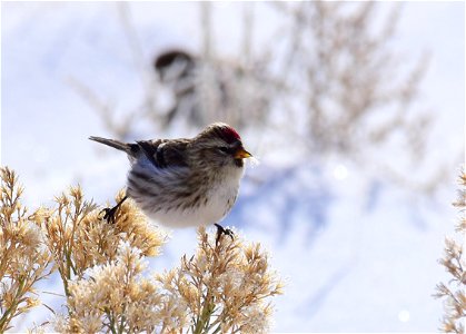 Common redpoll at Seedskadee National Wildlife Refuge