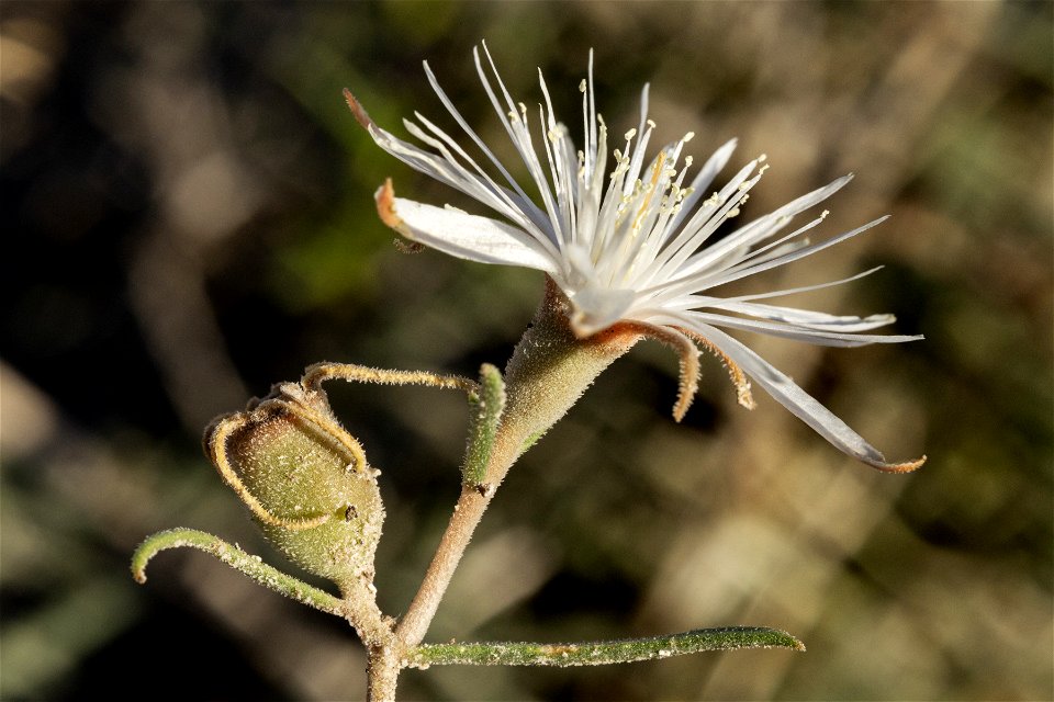 Mentzelia humilis humilis