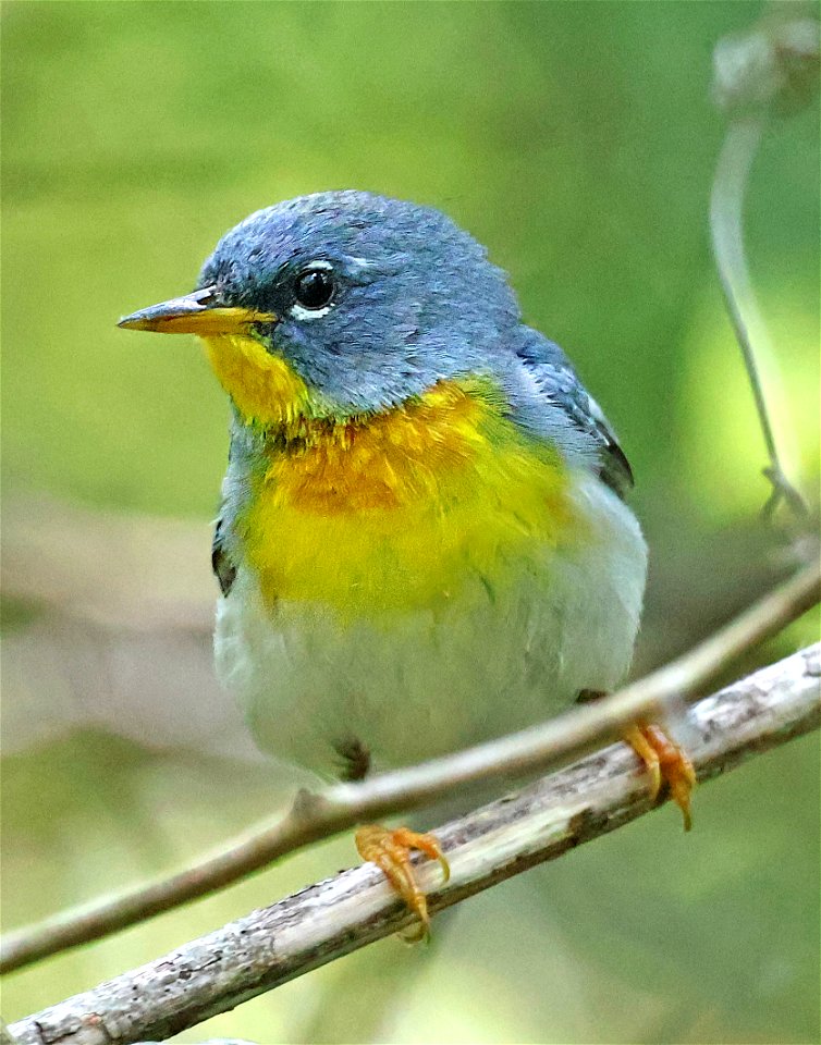 824 - NORTHERN PARULA (05-15-2023) jones lake state park, bladen co, nc -04