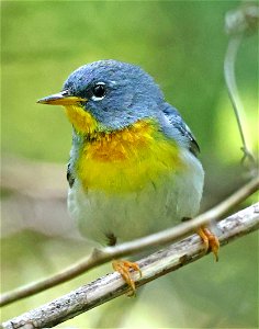 824 - NORTHERN PARULA (05-15-2023) jones lake state park, bladen co, nc -04
