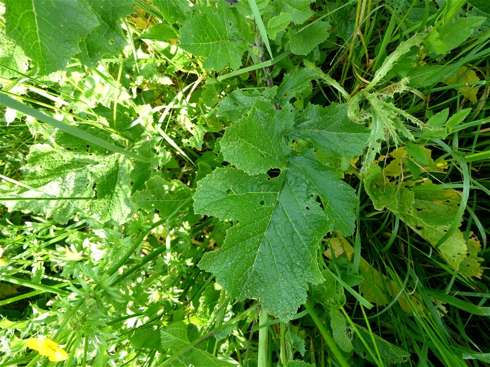 Brassica nigra (L.) W.D.J.Koch, 1833