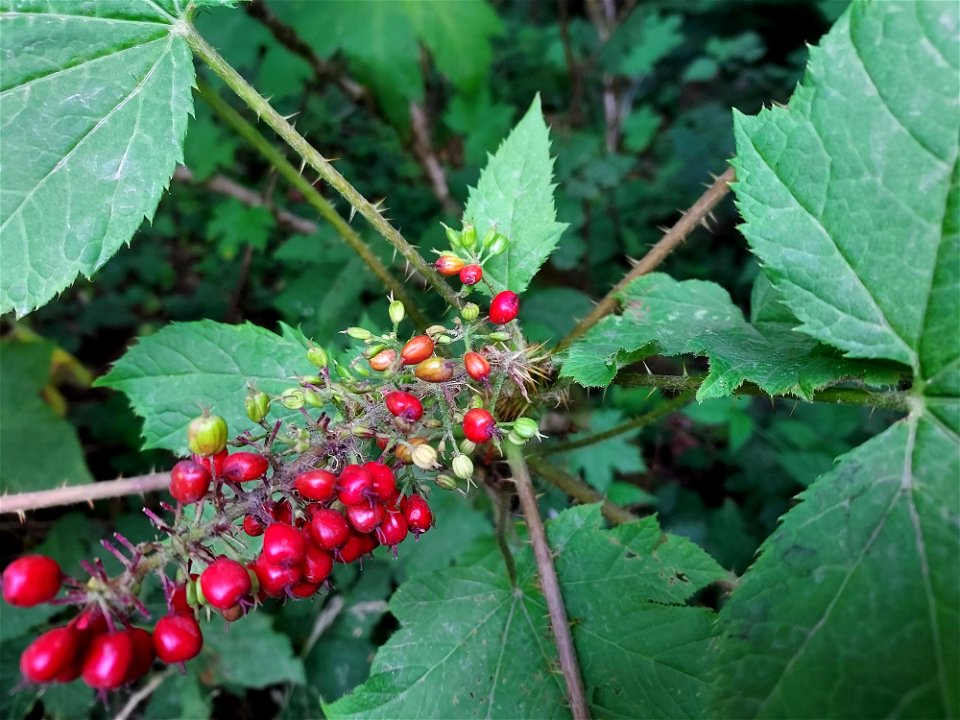 Devil's club berries, Mt. Baker-Snoqualmie National Forest. Photo by Anne Vassar July 21, 2021.