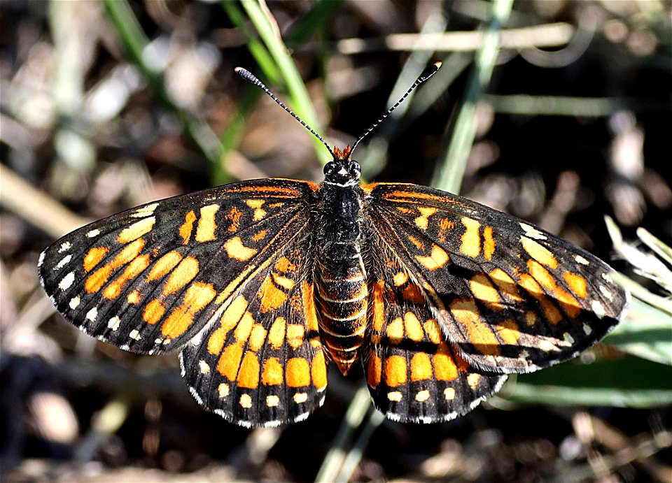 PATCH, DEFINITE (Chlosyne definita) (12-15-2022) dick kleberg park, kingville, king co, tx -04