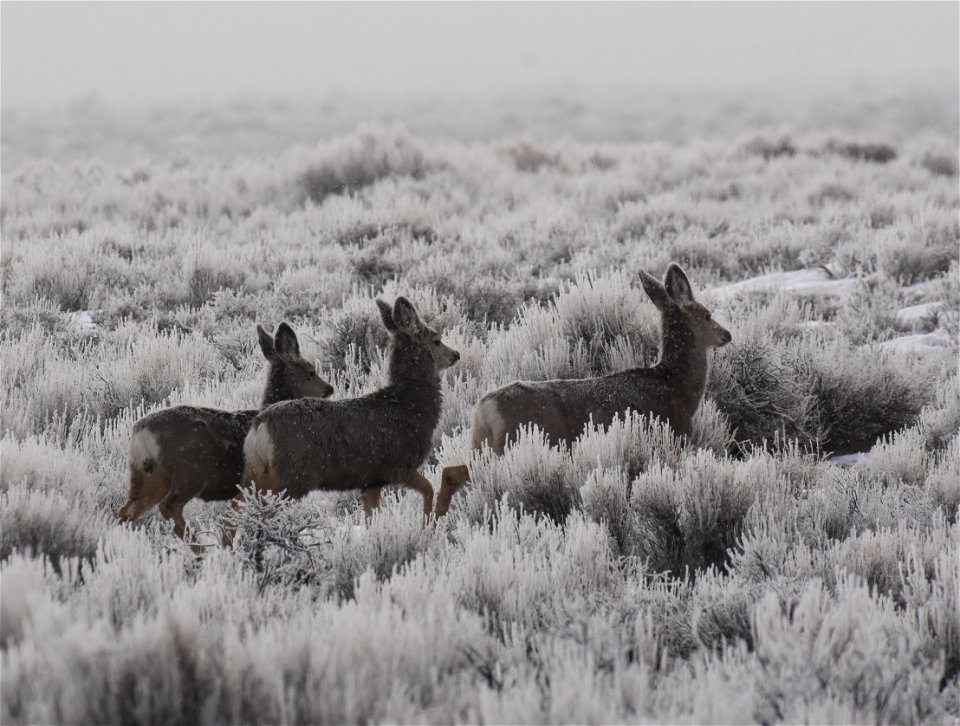 Mule deer at Seedskadee National Wildlife Refuge