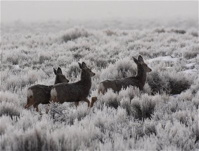 Mule deer at Seedskadee National Wildlife Refuge