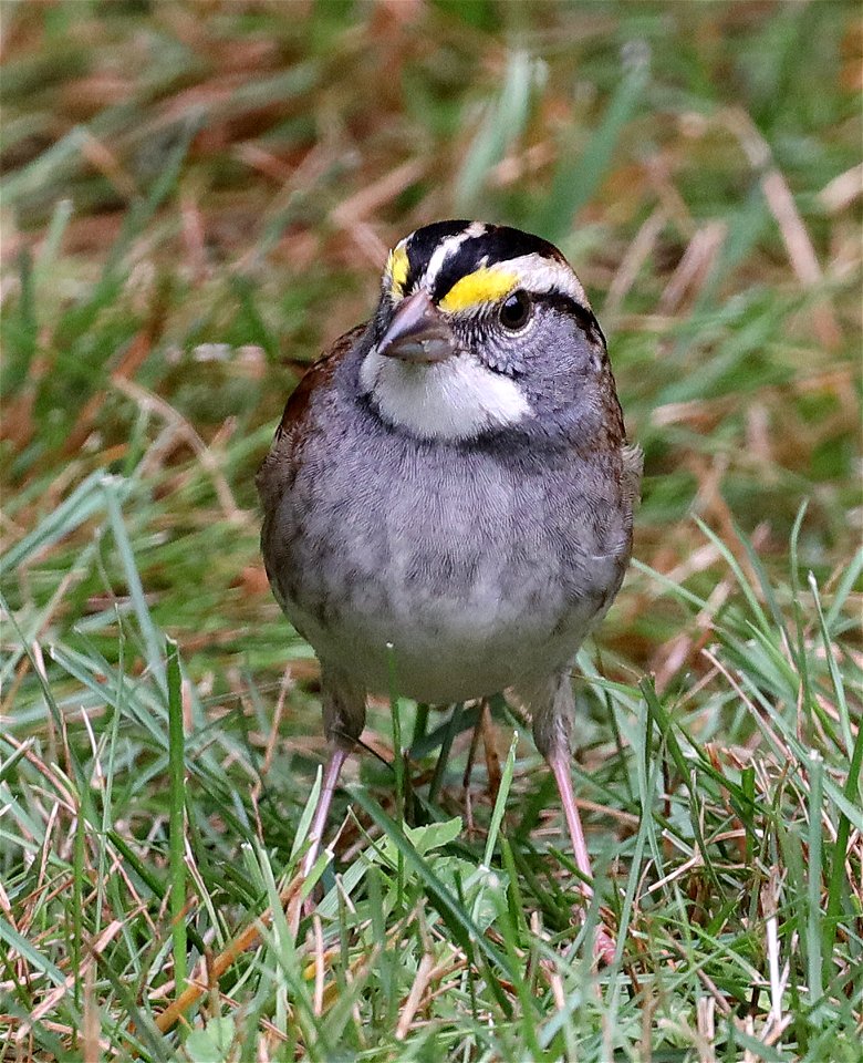 895 - WHITE‪-THROATED SPARROW (11-01-2021) crescent city, del norte co, ca -05‬