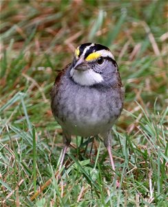 895 - WHITE‪-THROATED SPARROW (11-01-2021) crescent city, del norte co, ca -05‬
