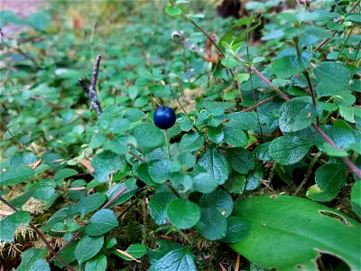 Queen's cup berry, Mt. Baker-Snoqualmie National Forest. Photo by Anne Vassar Aug. 10, 2021.