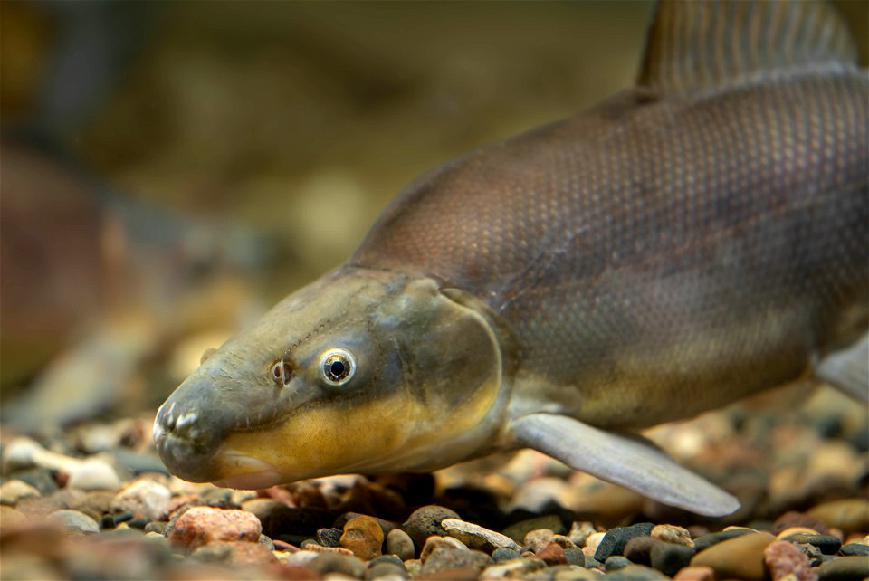 Razorback Sucker (Xyrauchen texanus)