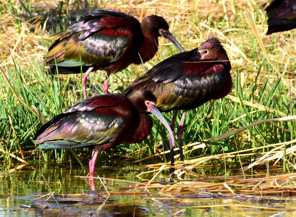 White-faced ibis at Seedskadee National Wildlife Refuge