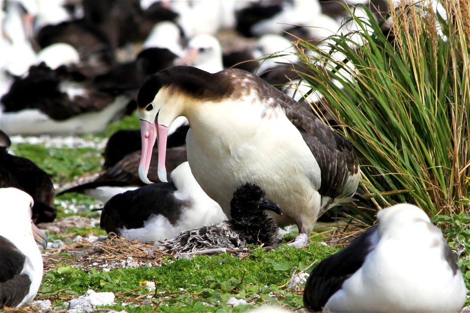 Short-tailed albatross female and chick photo