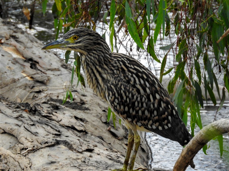 Young striated heron