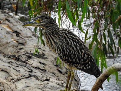 Young striated heron