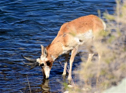 Pronghorn at Seedskadee National Wildlife Refuge photo