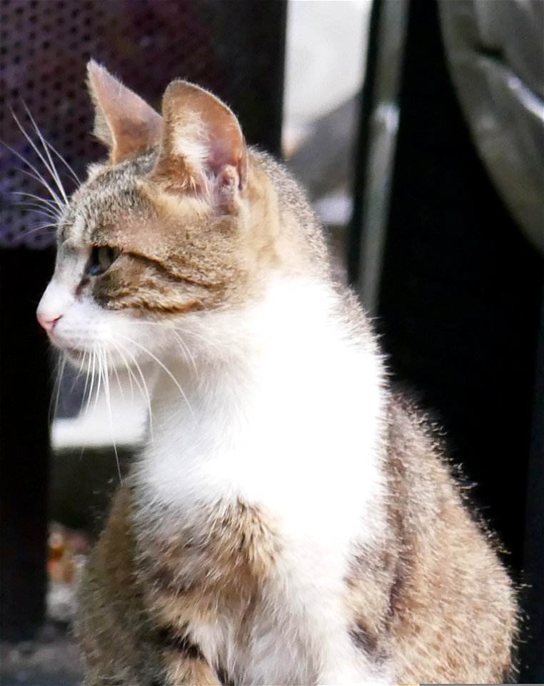 independent_cats_str2017_0624_072925(1)