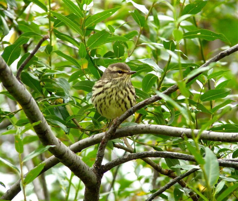 Northern Waterthrush