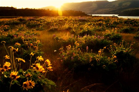 Balsamroot flowers in bloom Rowena Crest, Oregon photo