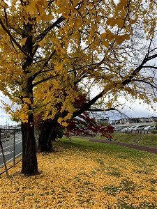 Shinyama Waterside Plaza in Shimosato, Higashikurume-shi in November