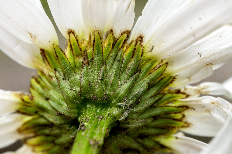 Leucanthemum vulgare
