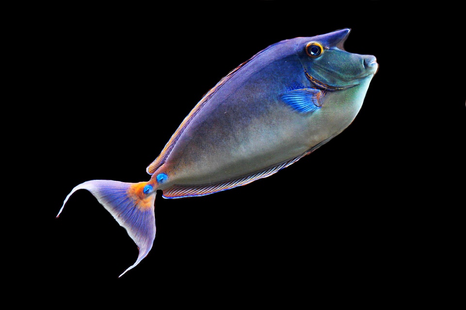 Animal water creature exotic