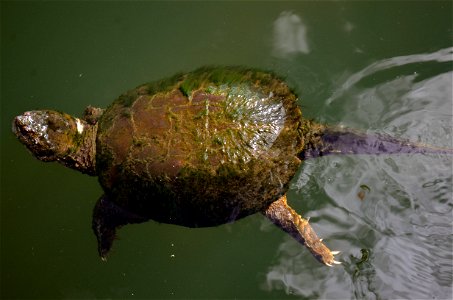 Snapping Turtle Basking in Pond photo