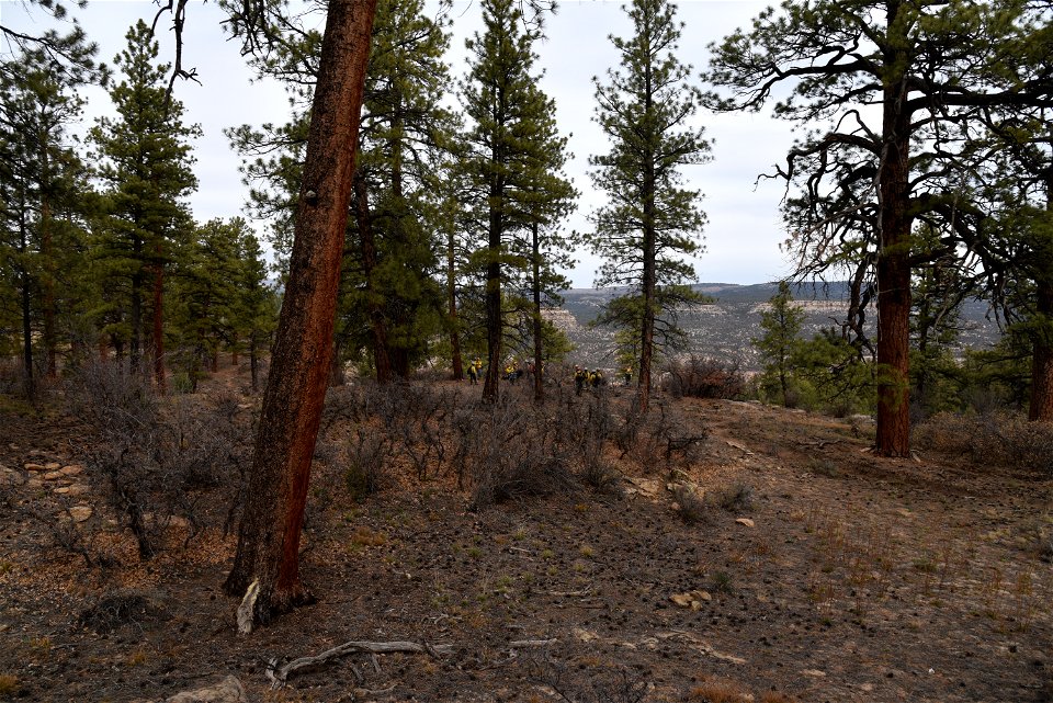 Ray Mesa Prescribed Burn Fall 2021