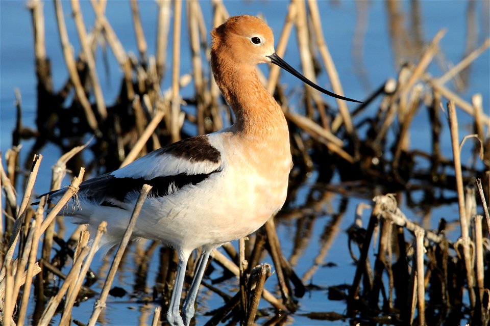 American Avocet Huron Wetland Management District, South Dakota