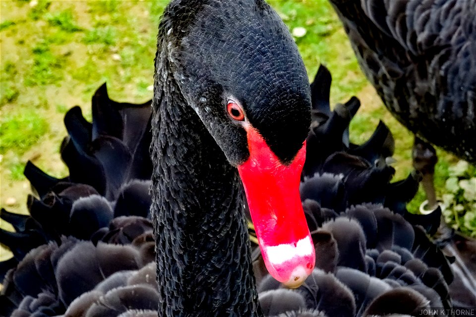 BLACK SWAN
