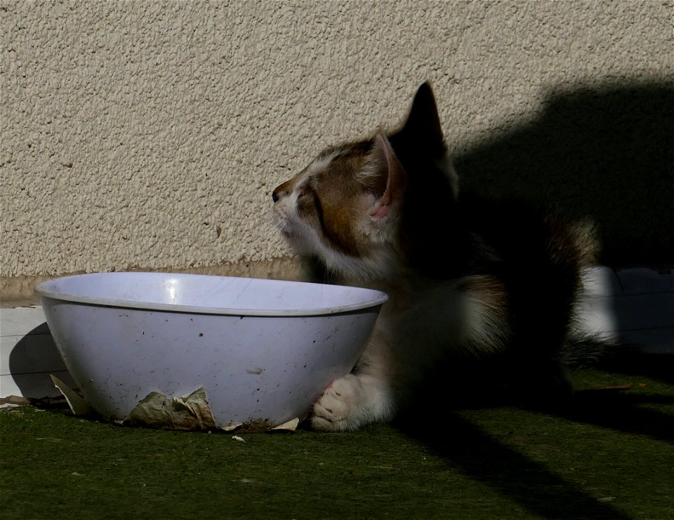 independent-cats_2017_0624_082753(1)