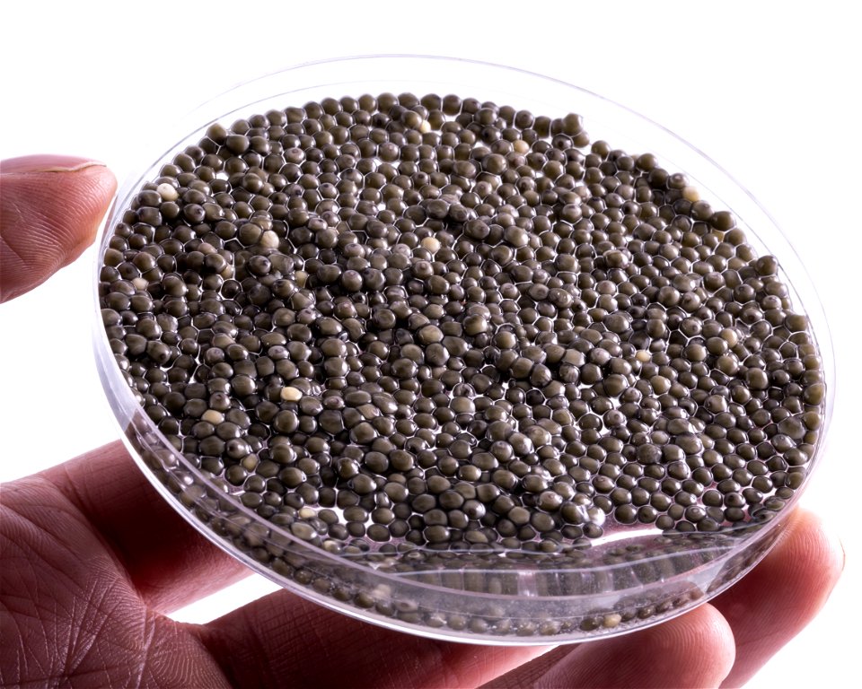 Pallid Sturgeon Eggs