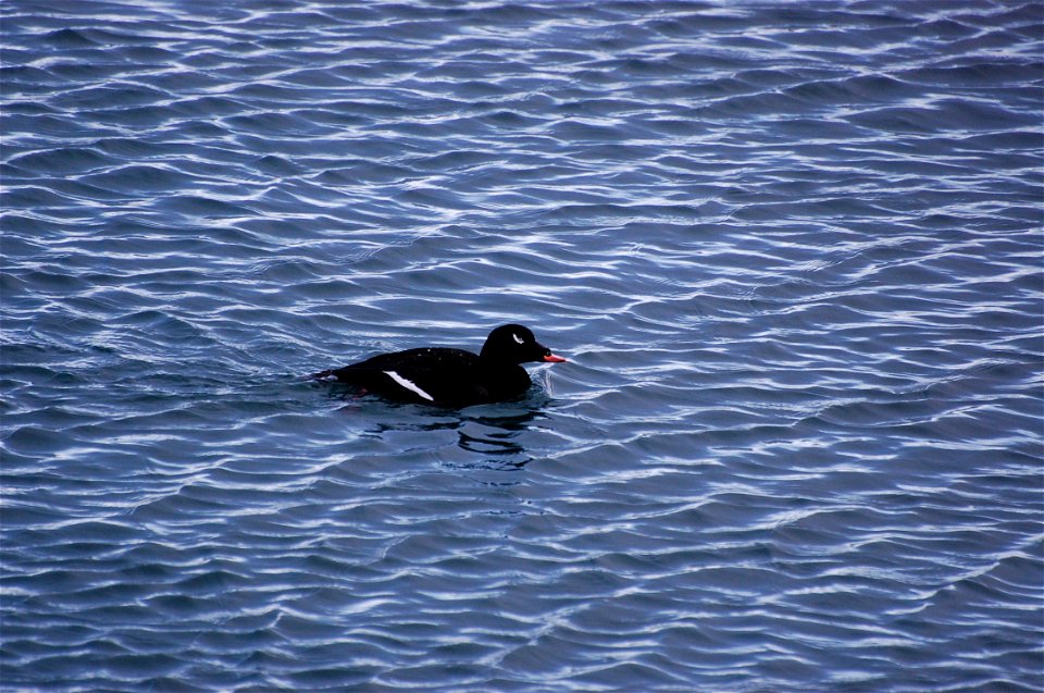 White-winged Scoter