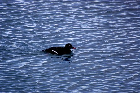 White-winged Scoter