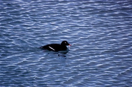 White-winged Scoter photo