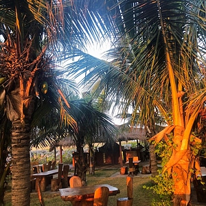 Coconut trees restaurant tourism